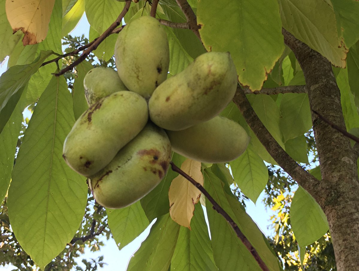 September 24, 2021 — Paw paw