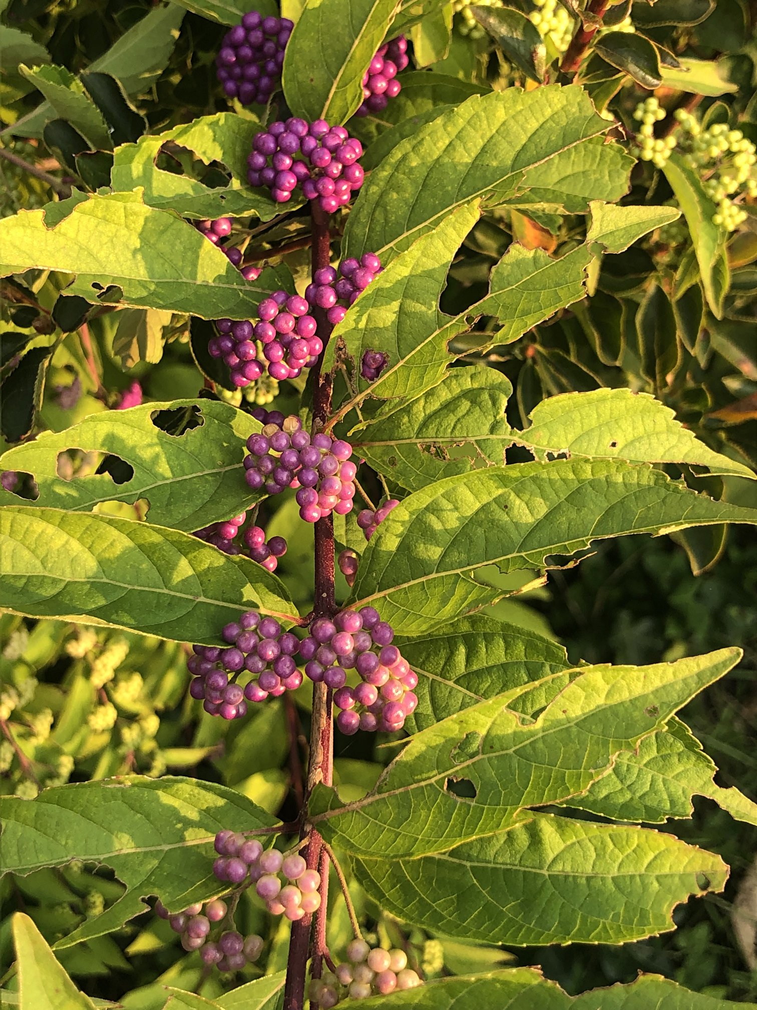September 17, 2021 — Beautyberry