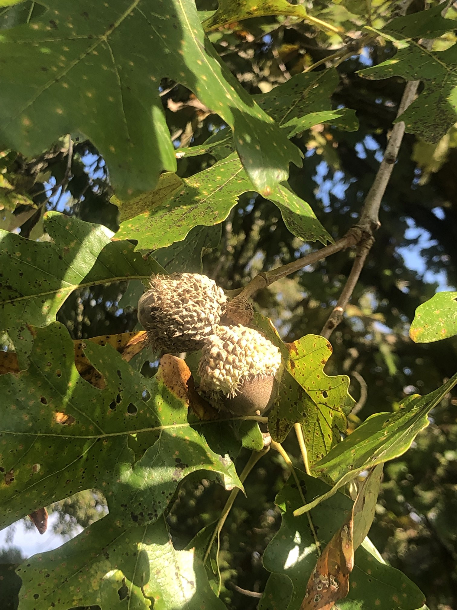 October 15, 2021 – Bur Oak