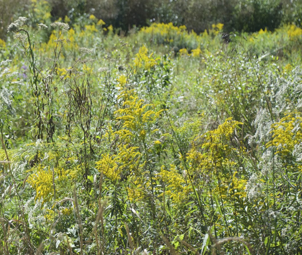 Goldenrod