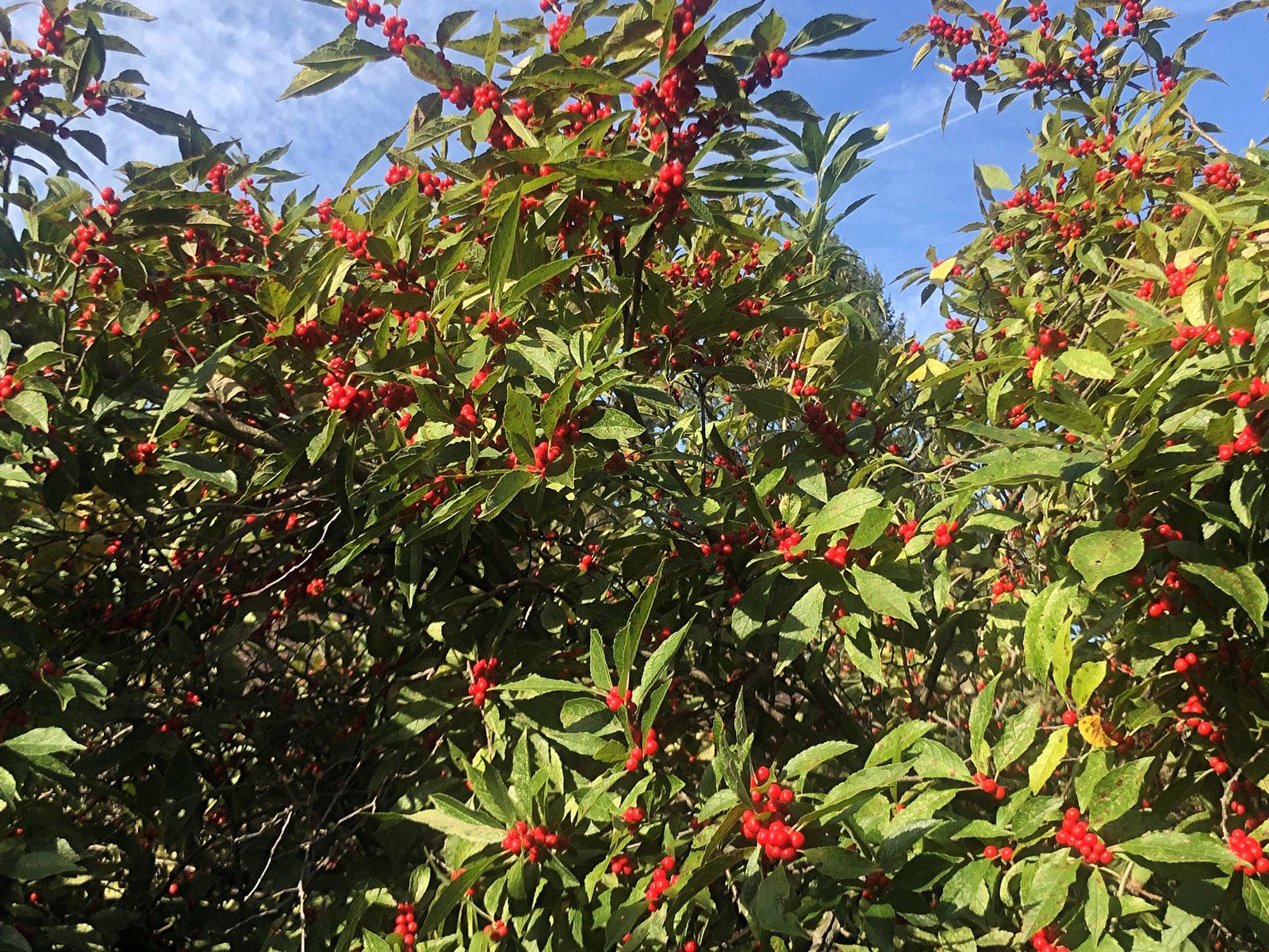 October 22, 2021 – Winterberry