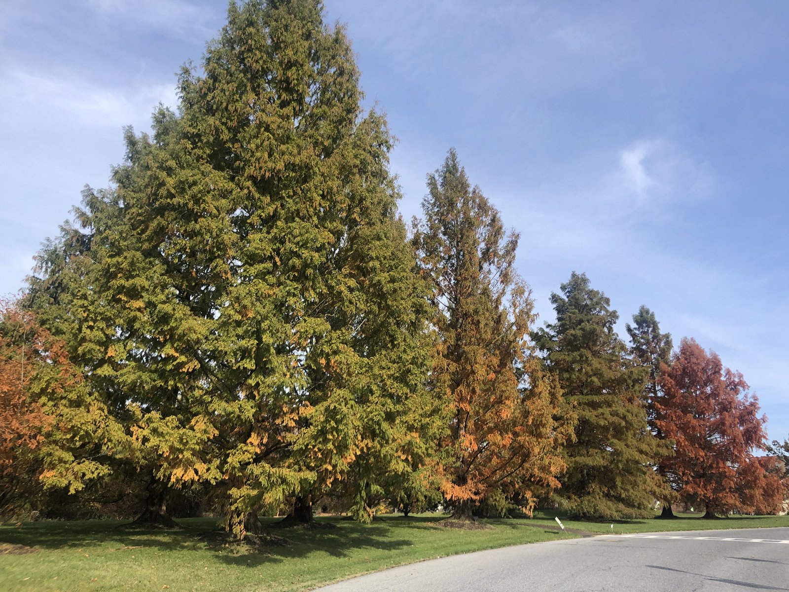 November 19, 2021 – Dawn Redwood