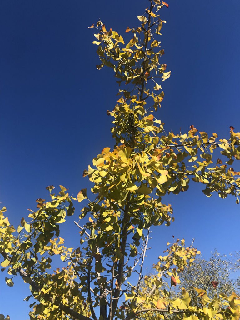 Ginko