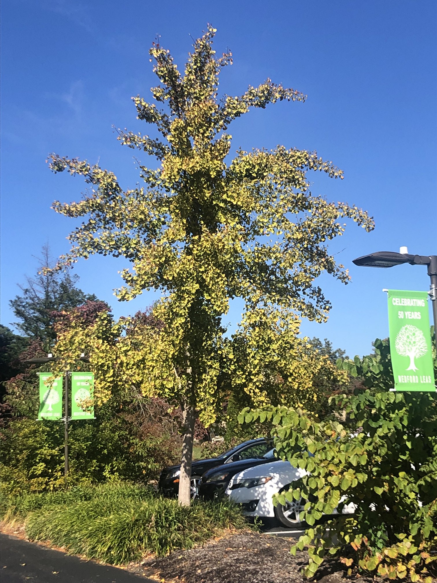 November 12, 2021 – Ginko