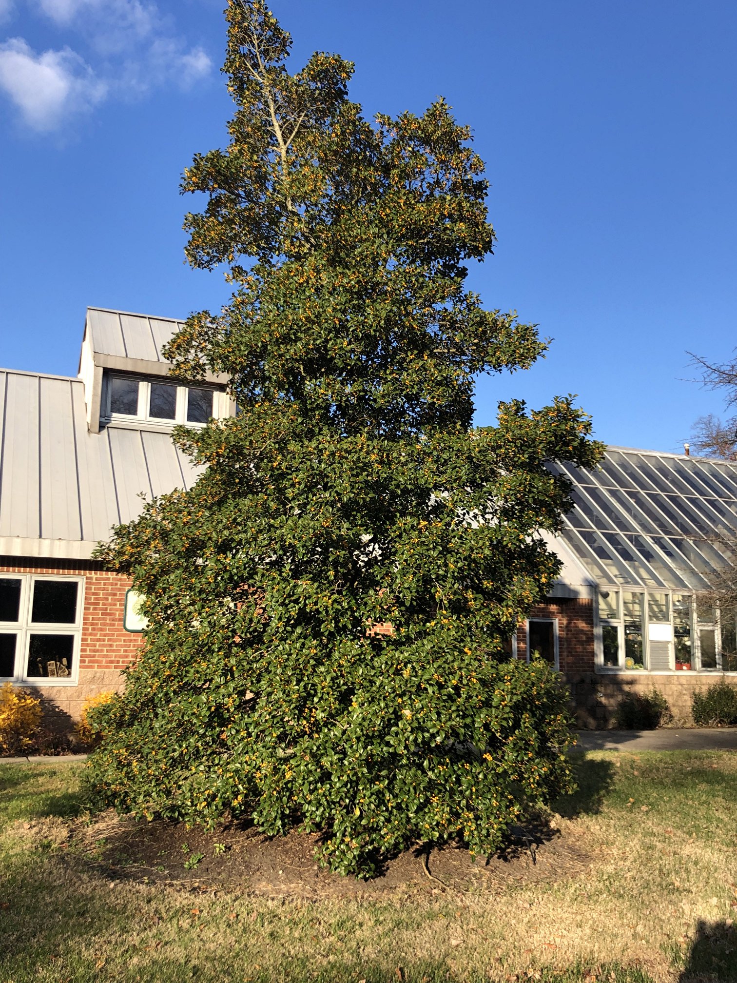 Yellow-fruited Holly