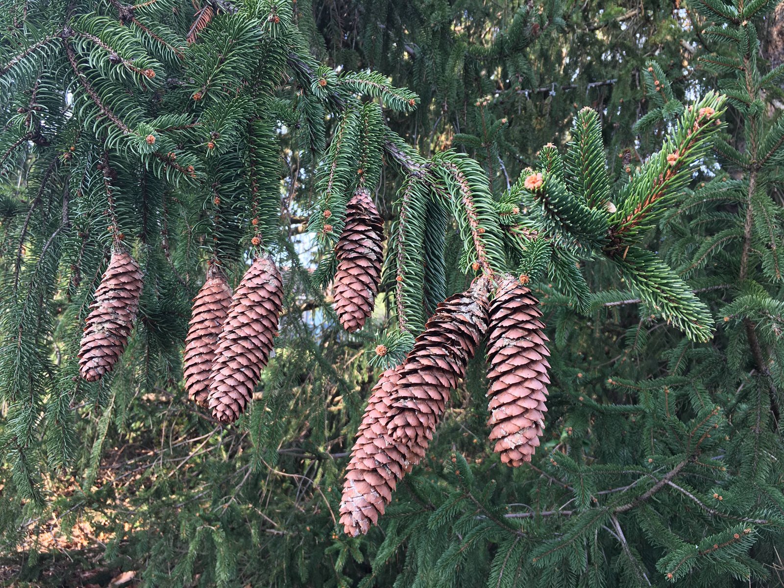 December 17, 2021 – Conifers