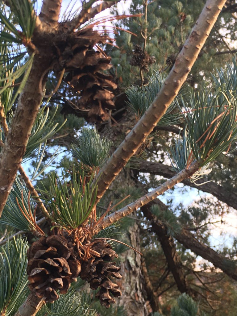 Pine Cones