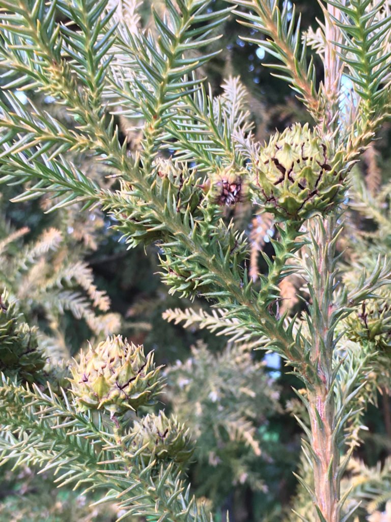 Pine Cones