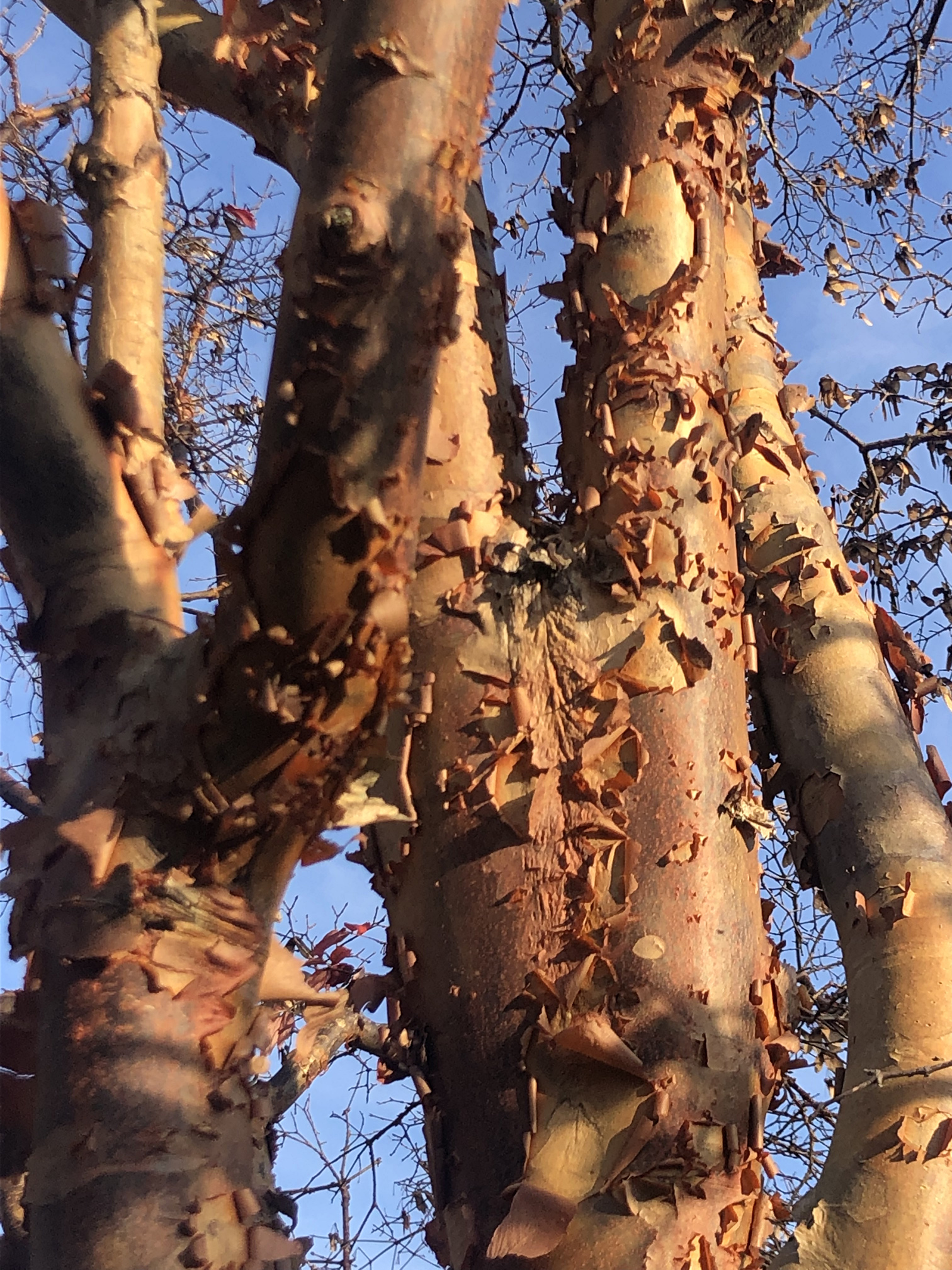 December 27, 2024 – Paperbark Maple