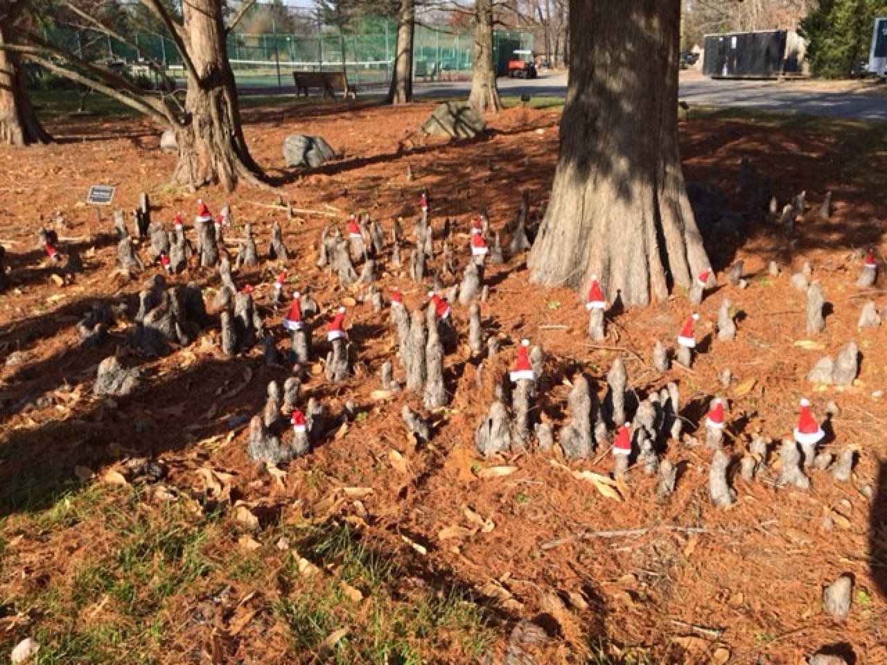 December 10, 2021 – Bald Cypress