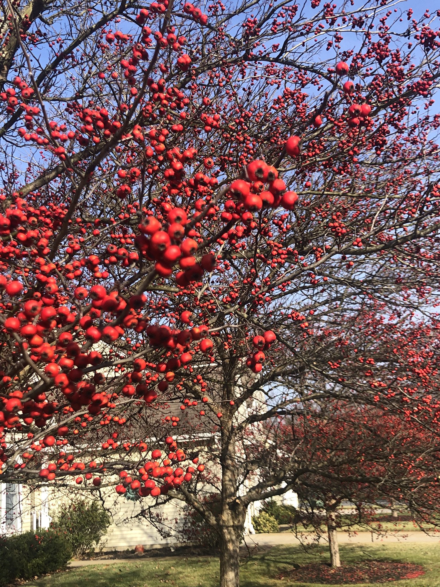 Jan. 21, 2022 – Hawthorn