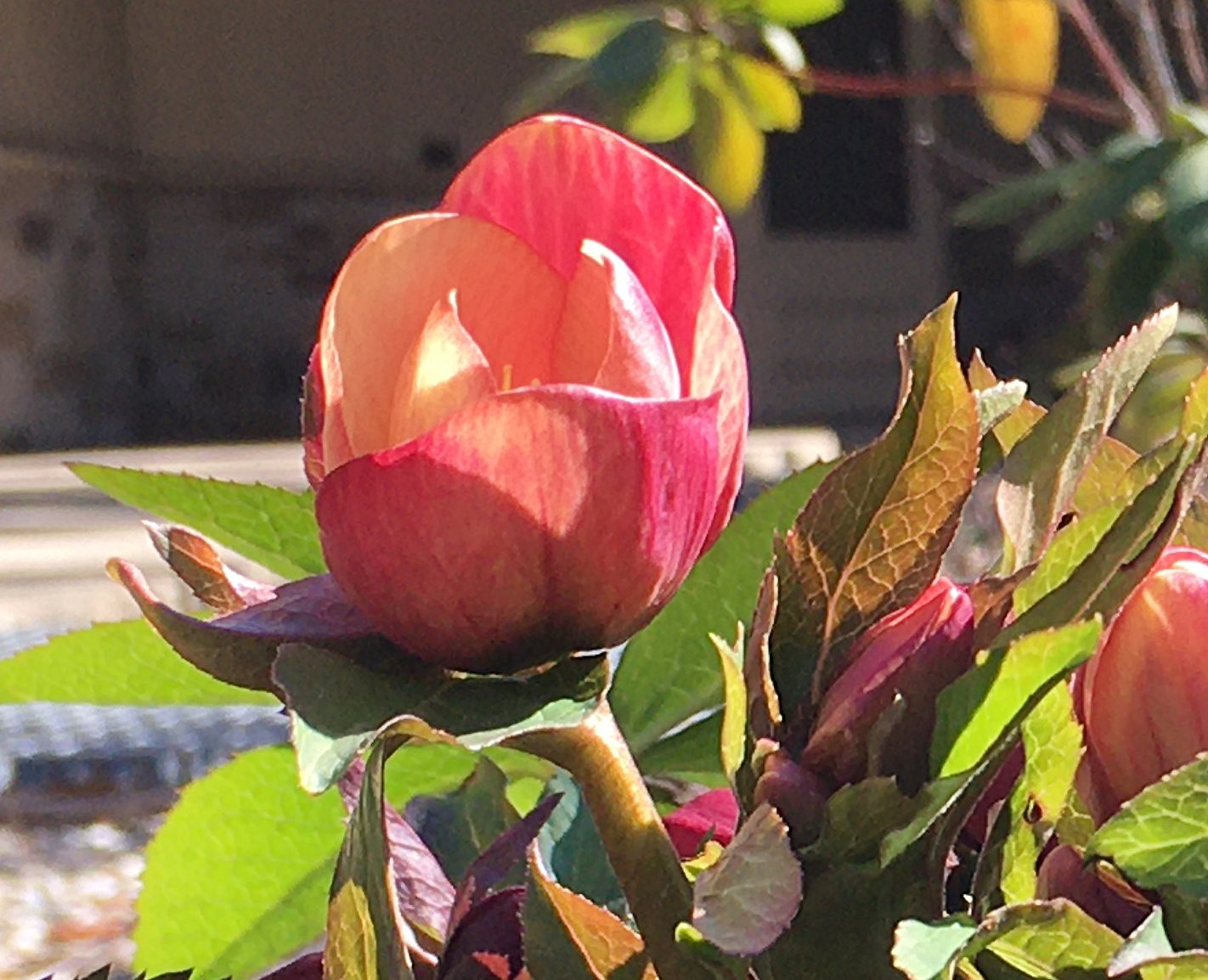 February 24, 2022 – Lenten Rose