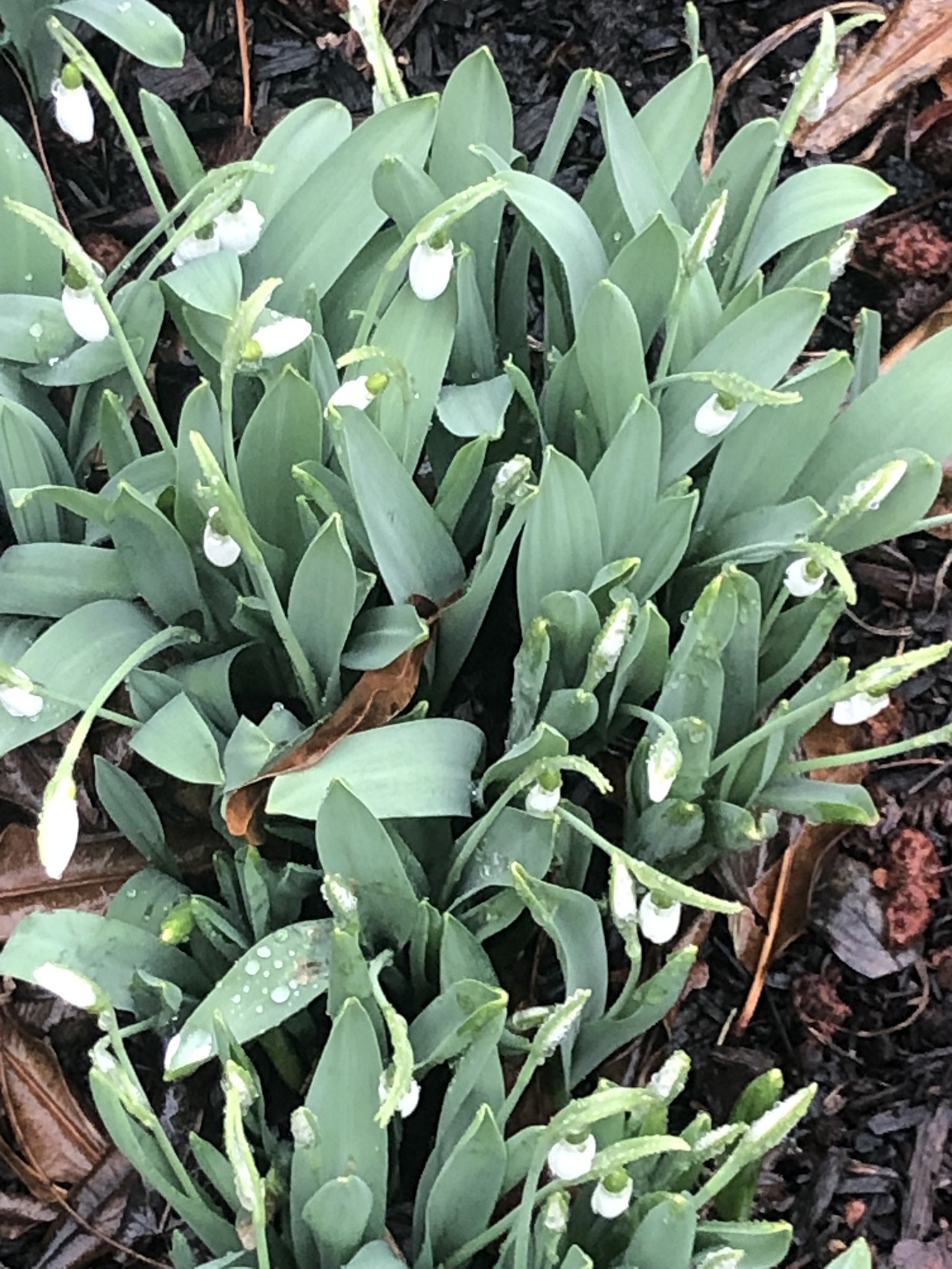 February 11, 2022 – Snowdrops
