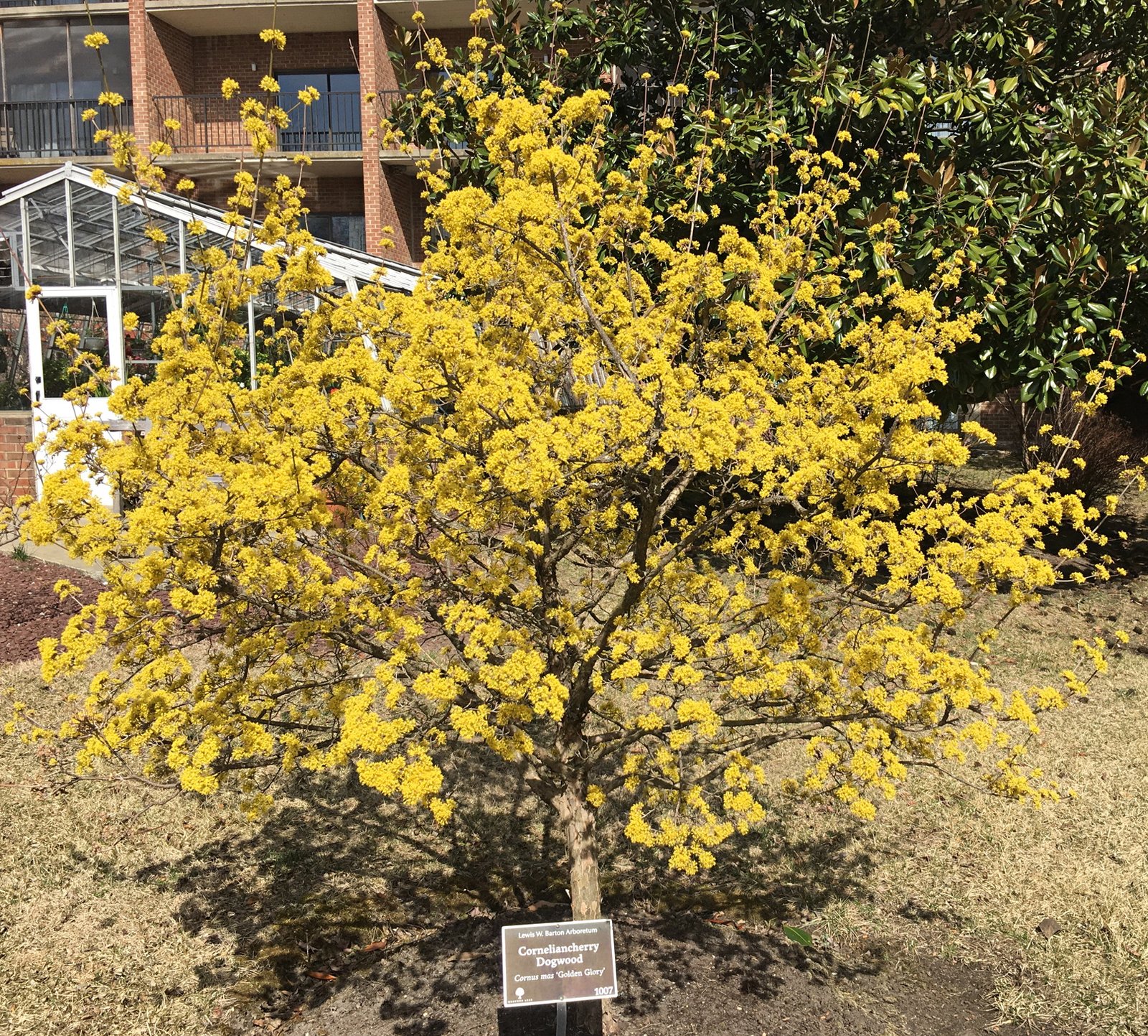 March 25, 2022 — Cornelian Cherry
