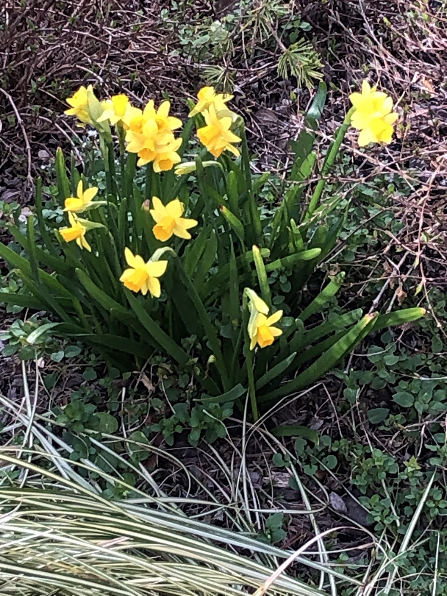 March 11, 2022 – Daffodils