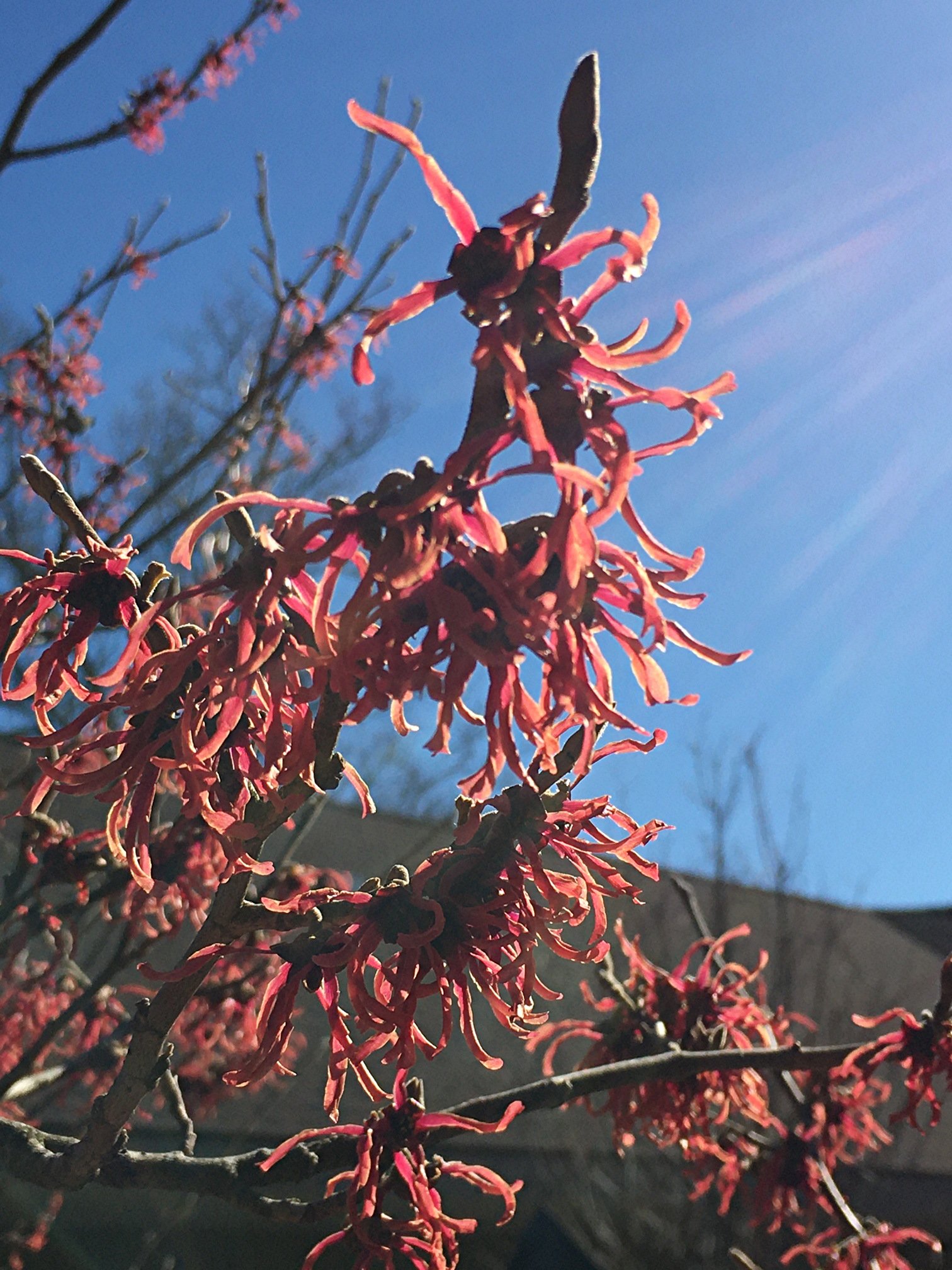 March 4, 2022 – Witch Hazel