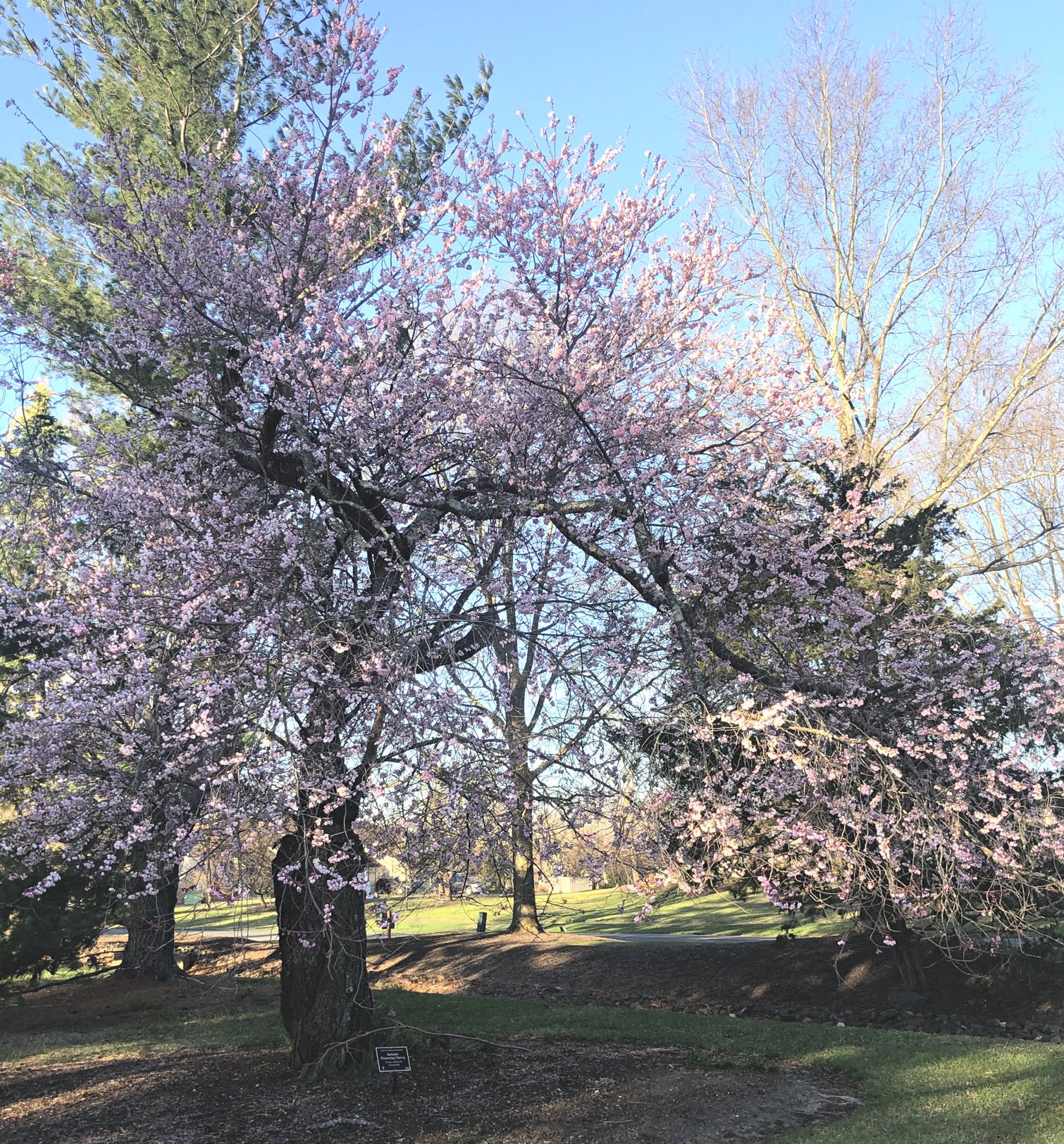 April 1, 2022 – Autumn Flowering Cherry
