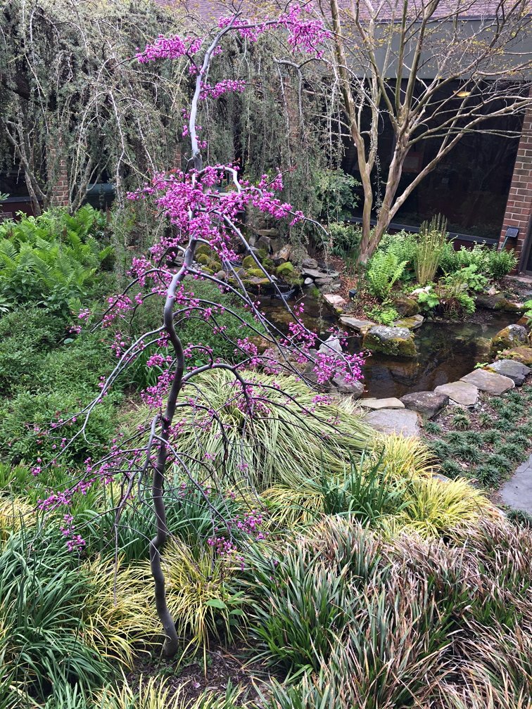 April 29, 2022 – Redbud