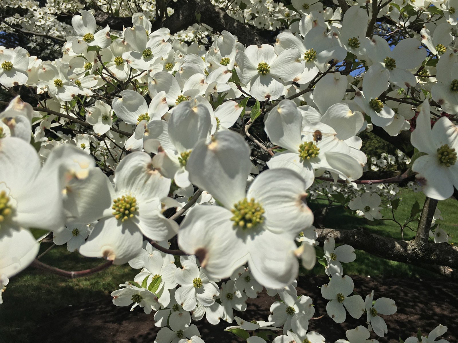 May 6, 2022 – Talking about Dogwoods