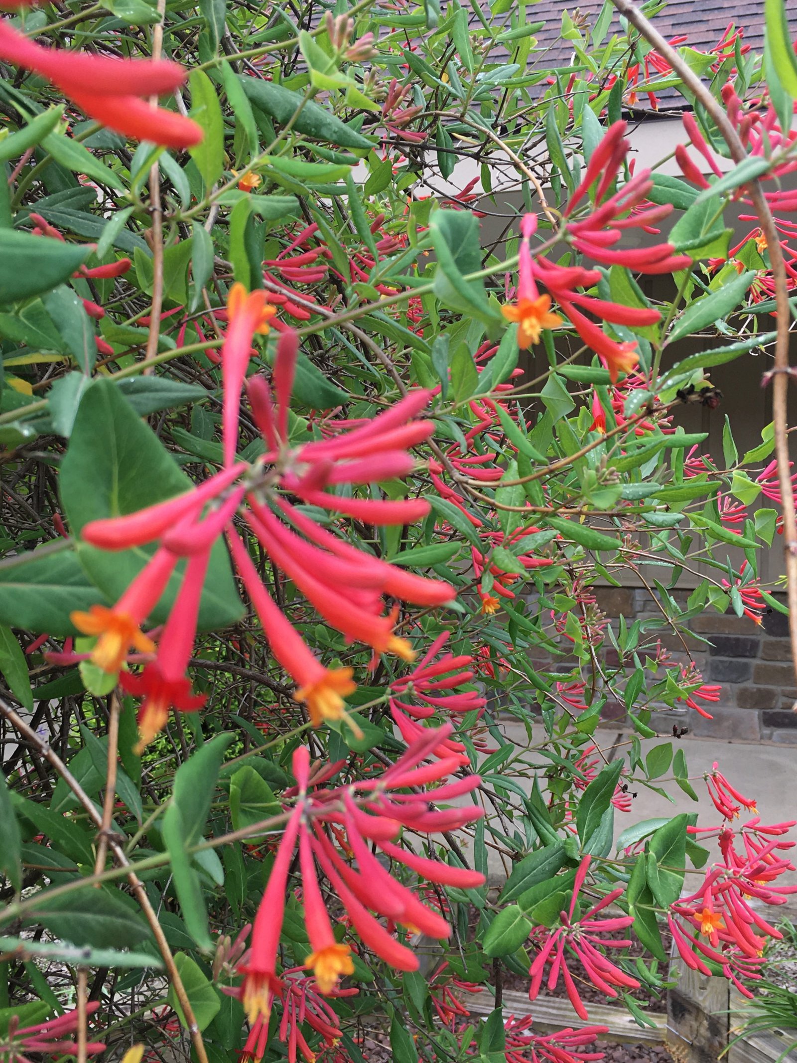 May 20, 2022 – Honeysuckle