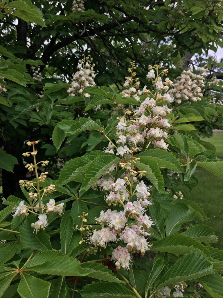 Horse Chestnut