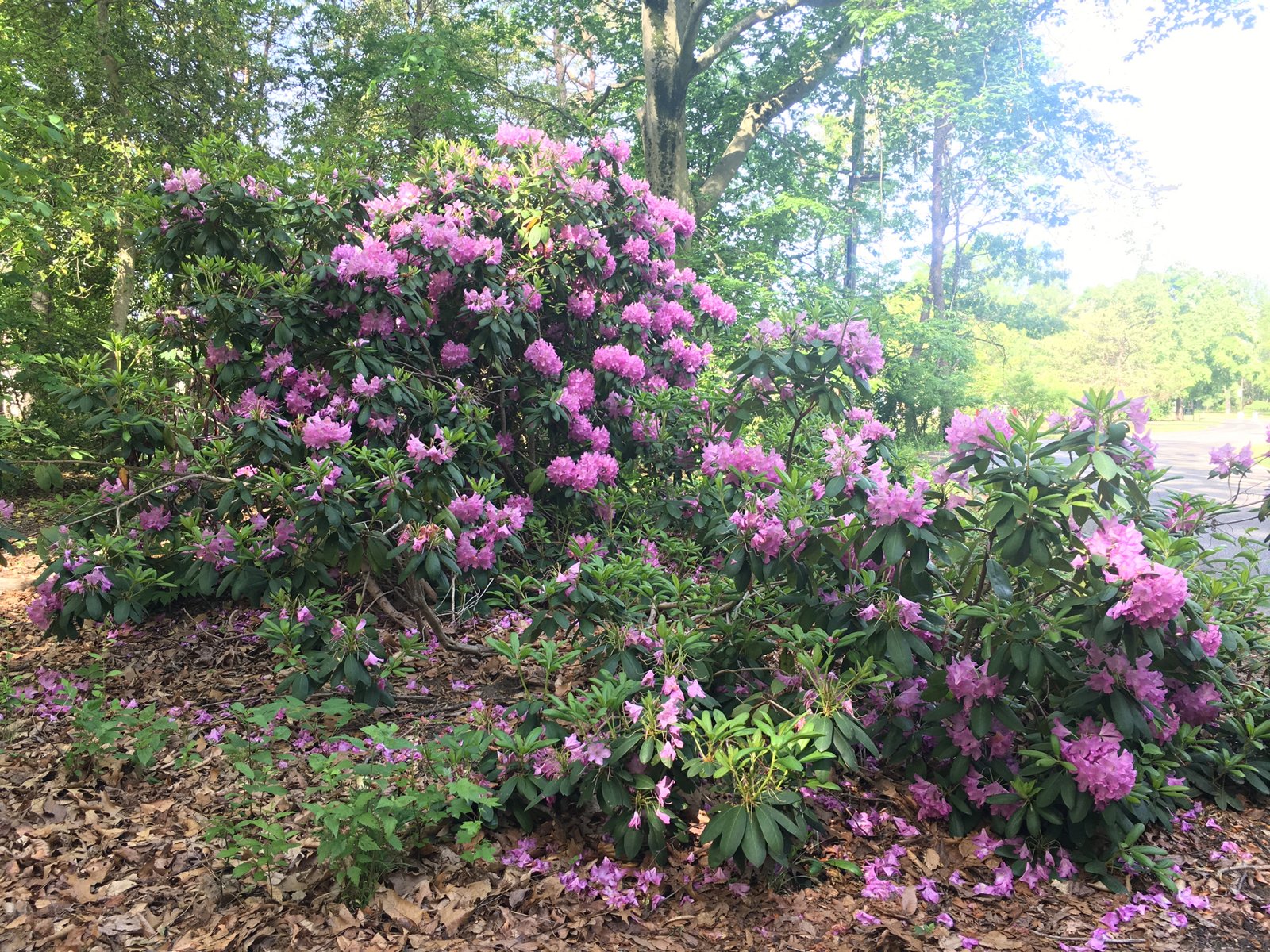 May 27, 2022 – Rhododendrons