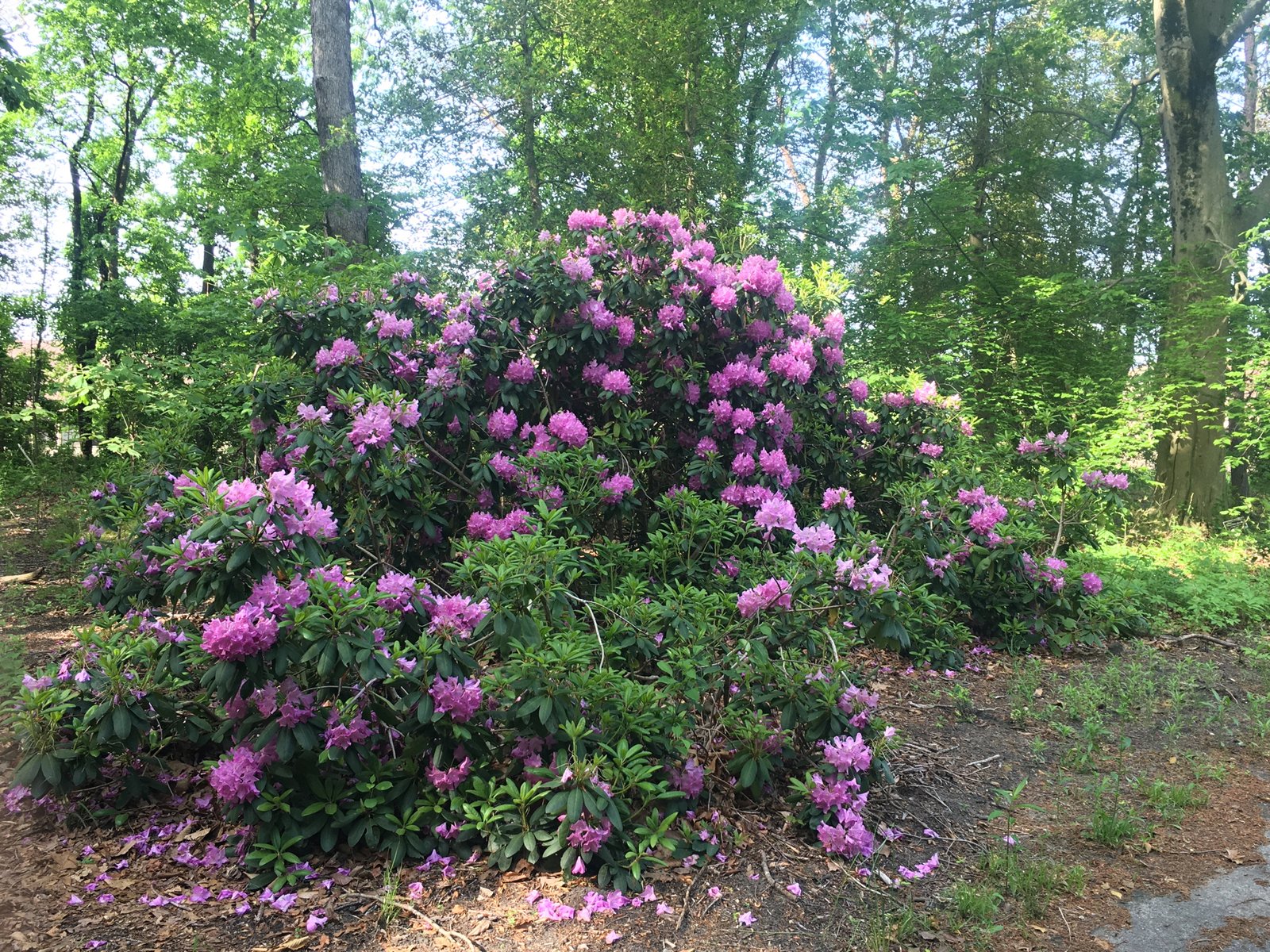 Rhododendron