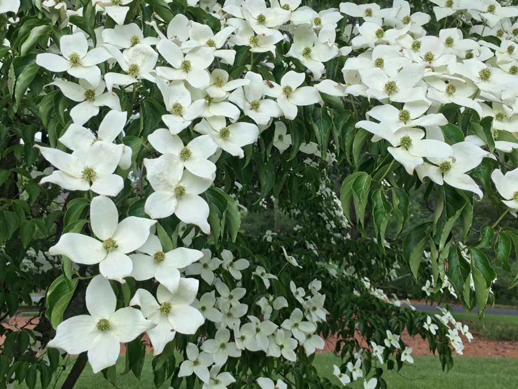 Kousa Dogwood