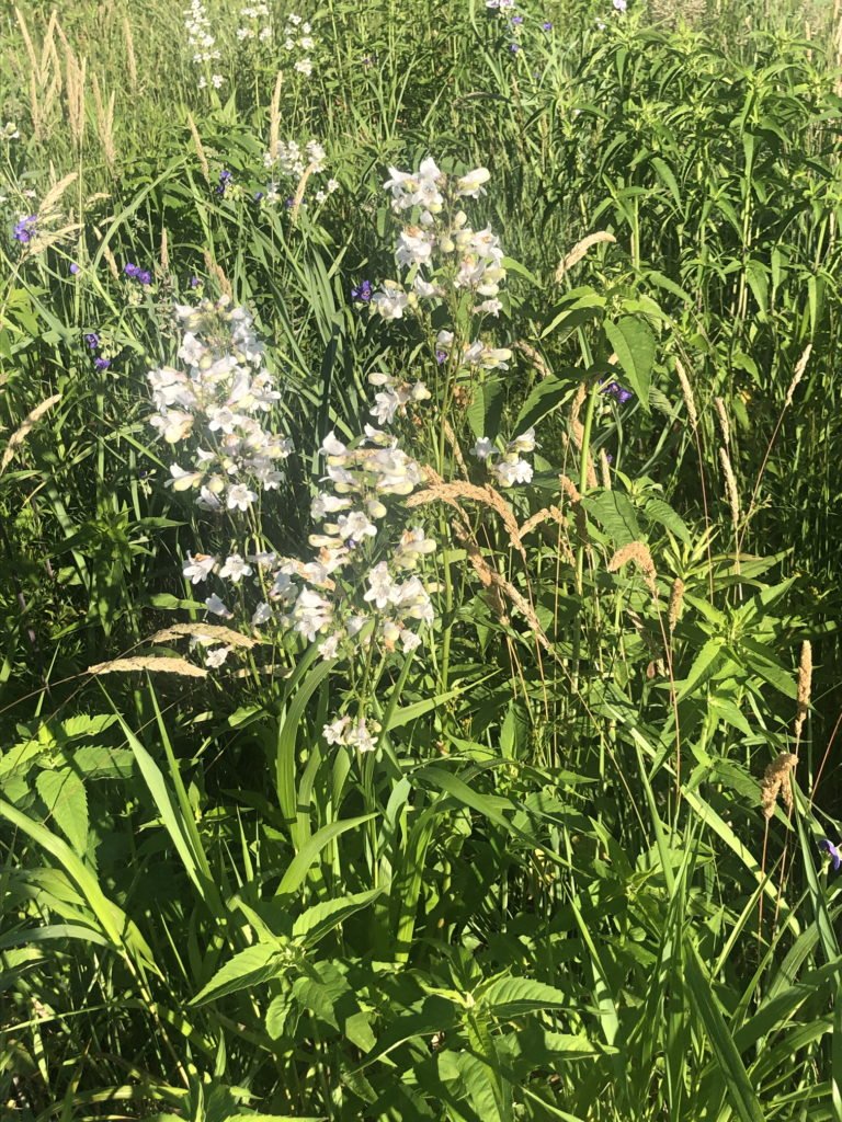 Penstemon