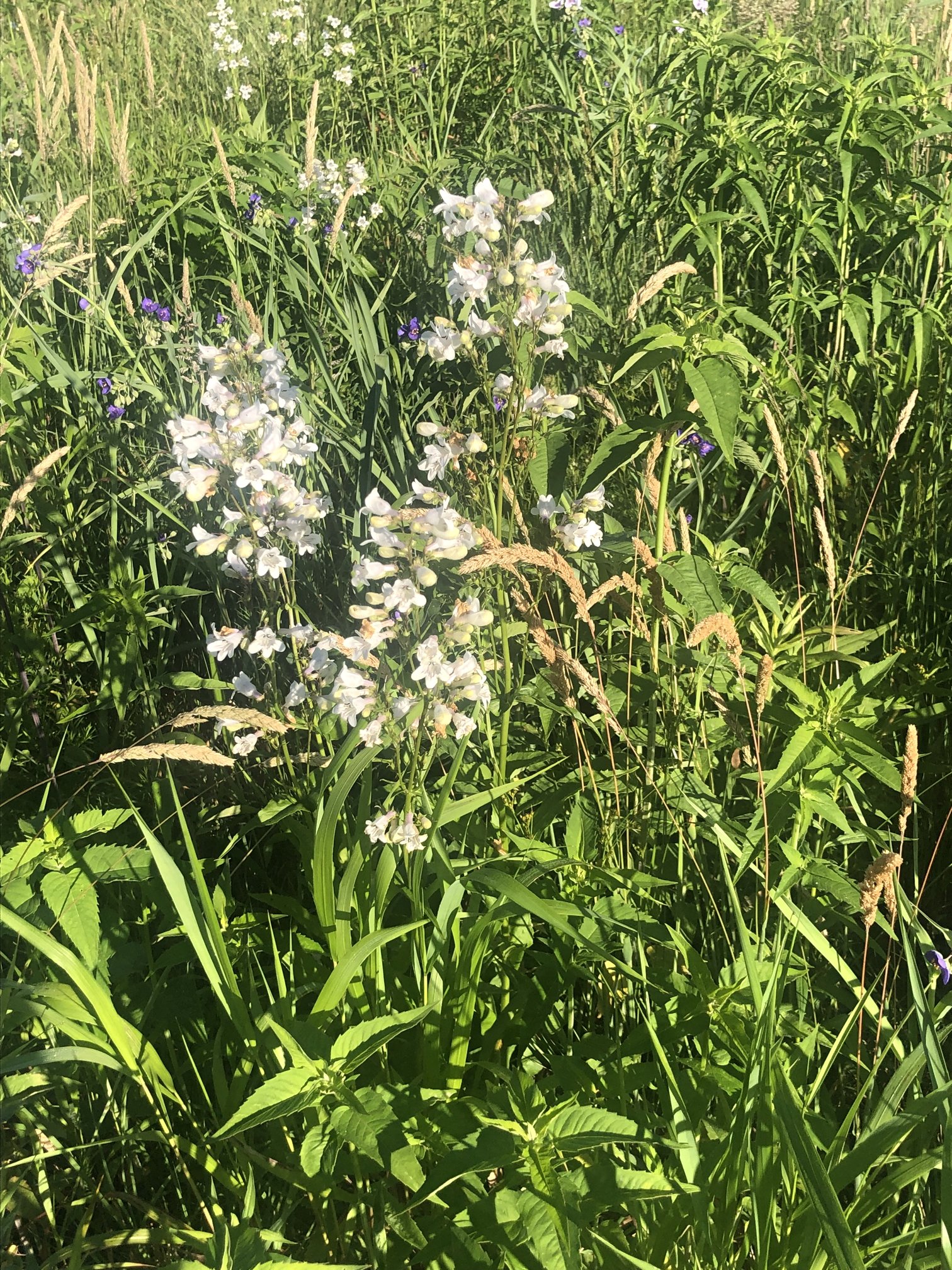 June 10, 2022 – Medford Meadow