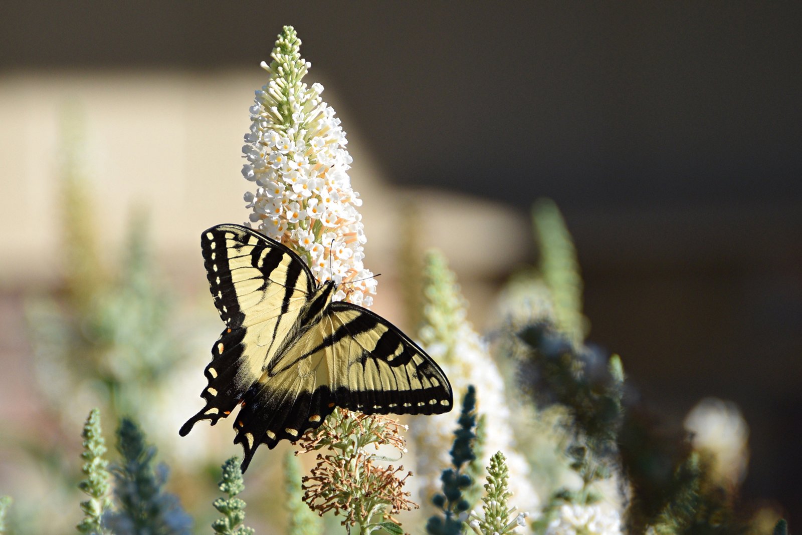 July 29, 2022 – Butterfly Bushes