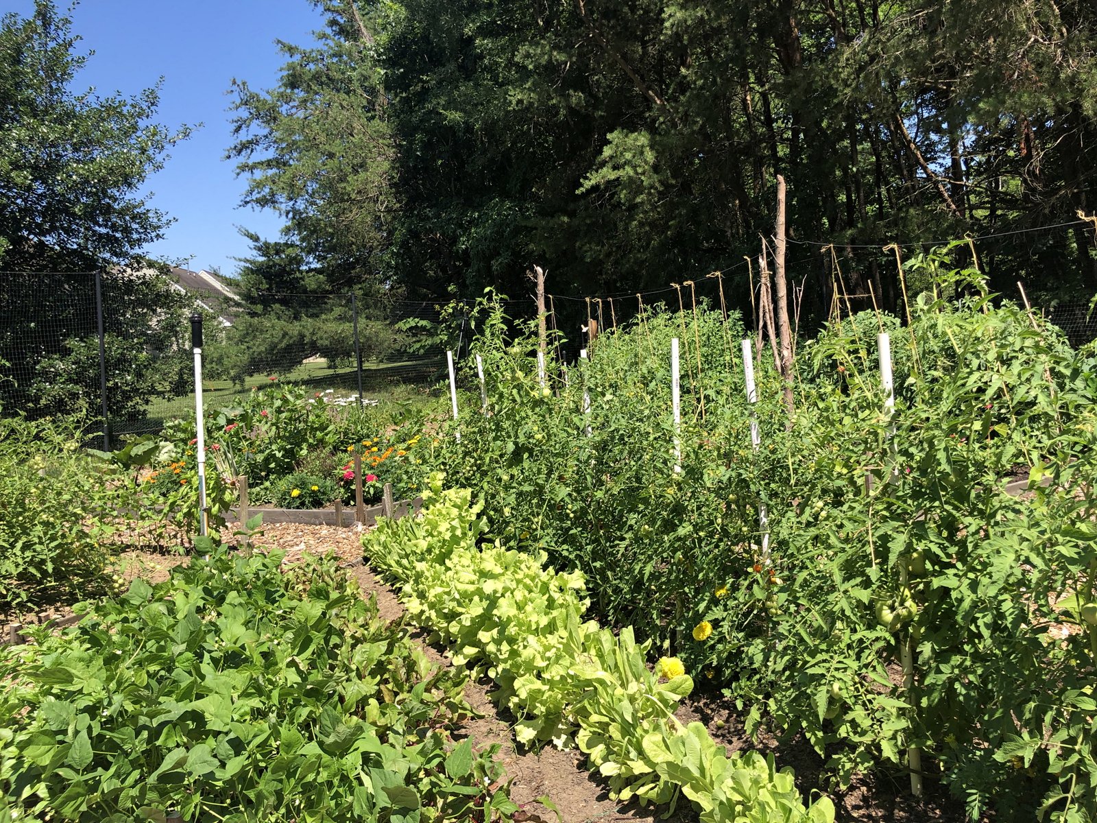 July 22, 2022 – Lumberton Garden