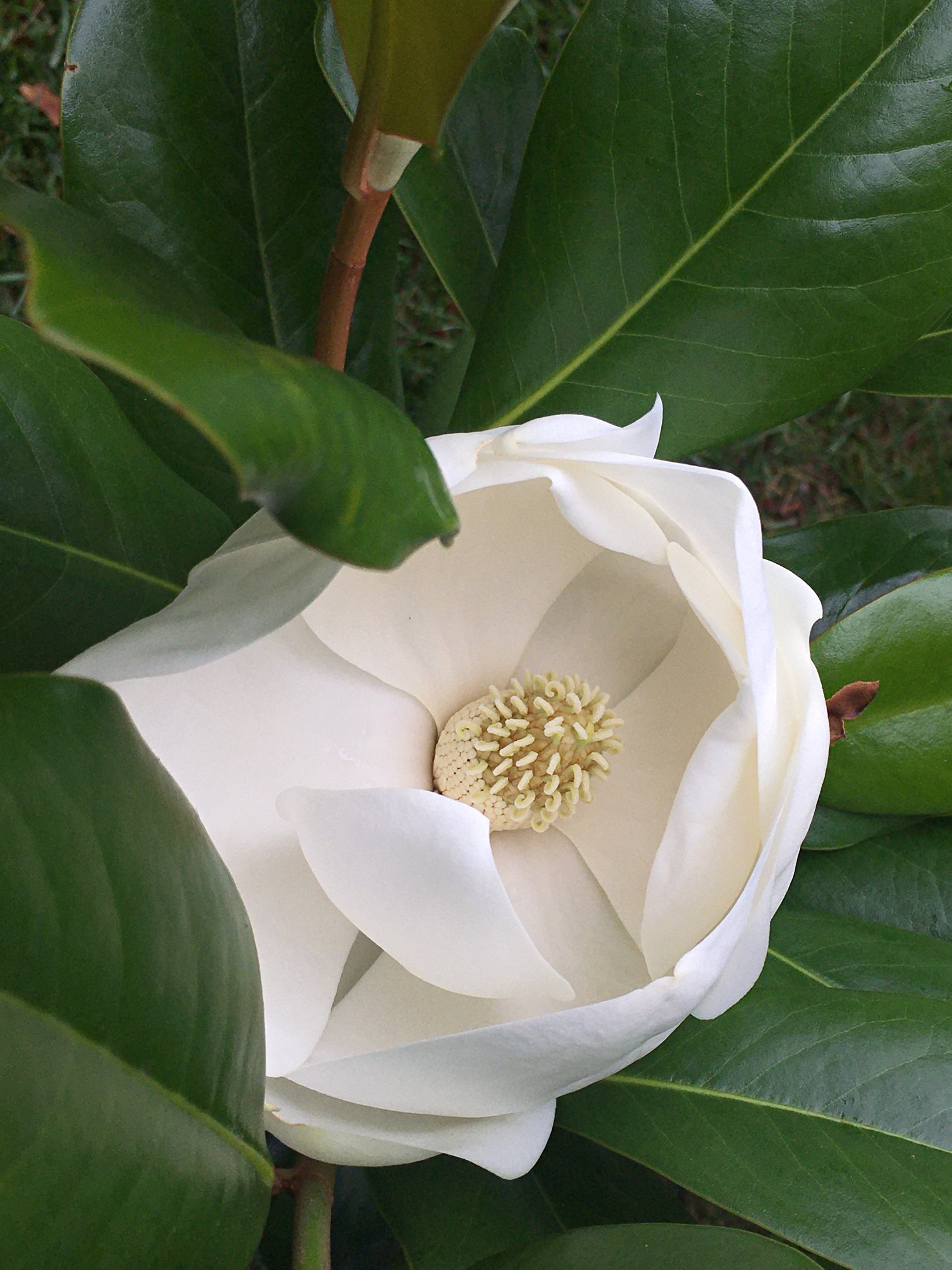 July 1, 2022 – Magnolias