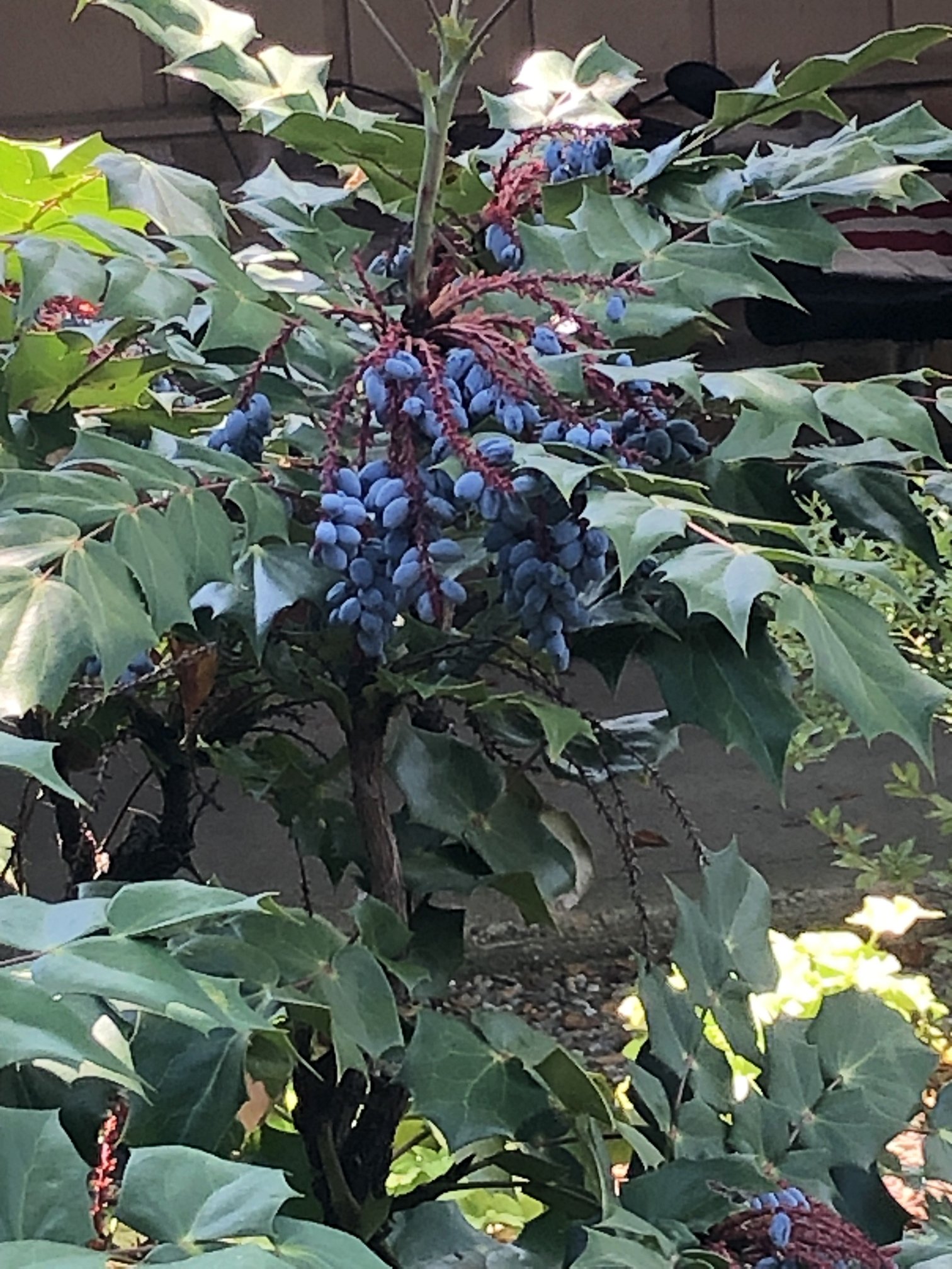 July 8, 2022 – Mahonia