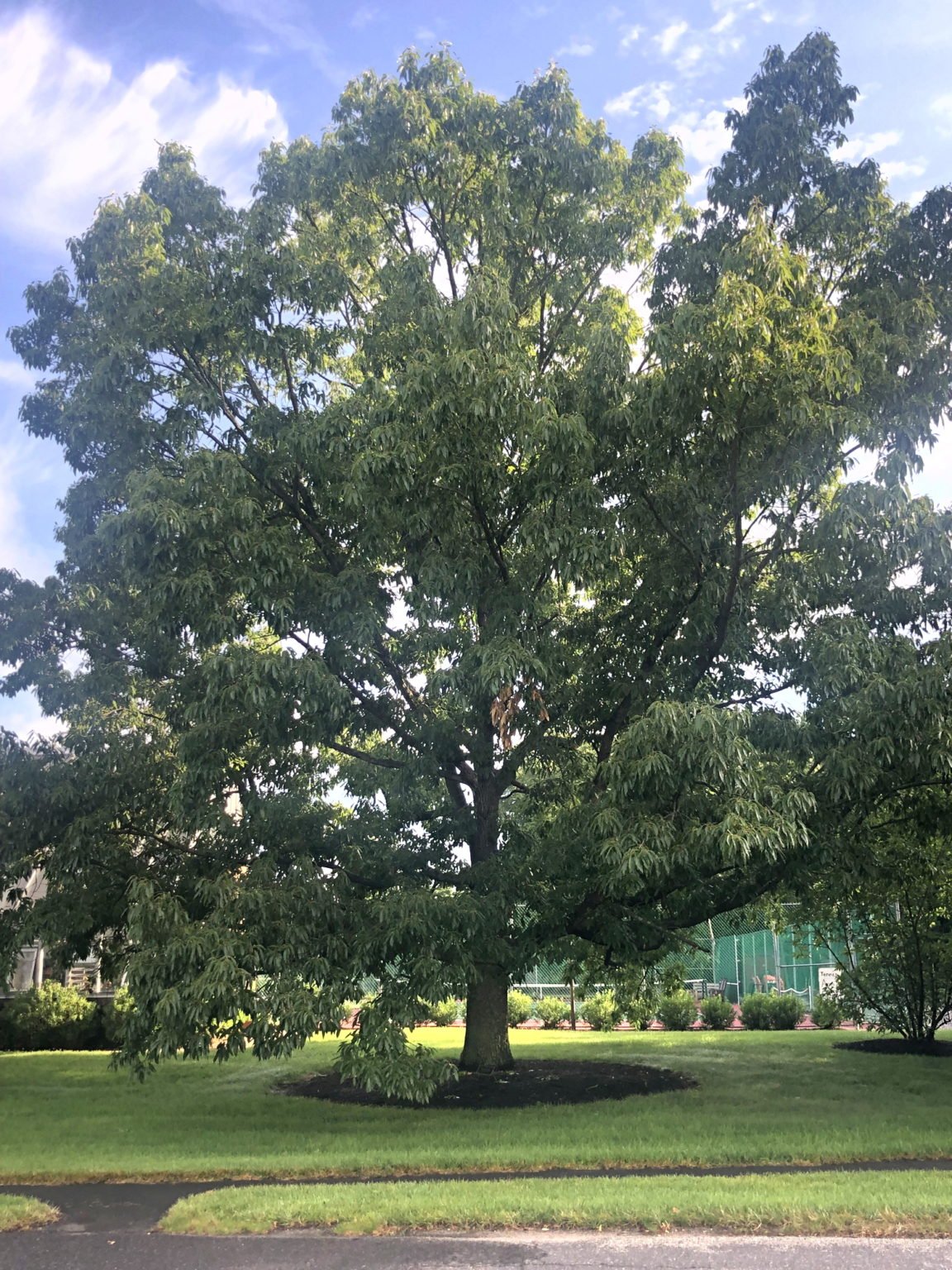 Sawtooth Oak