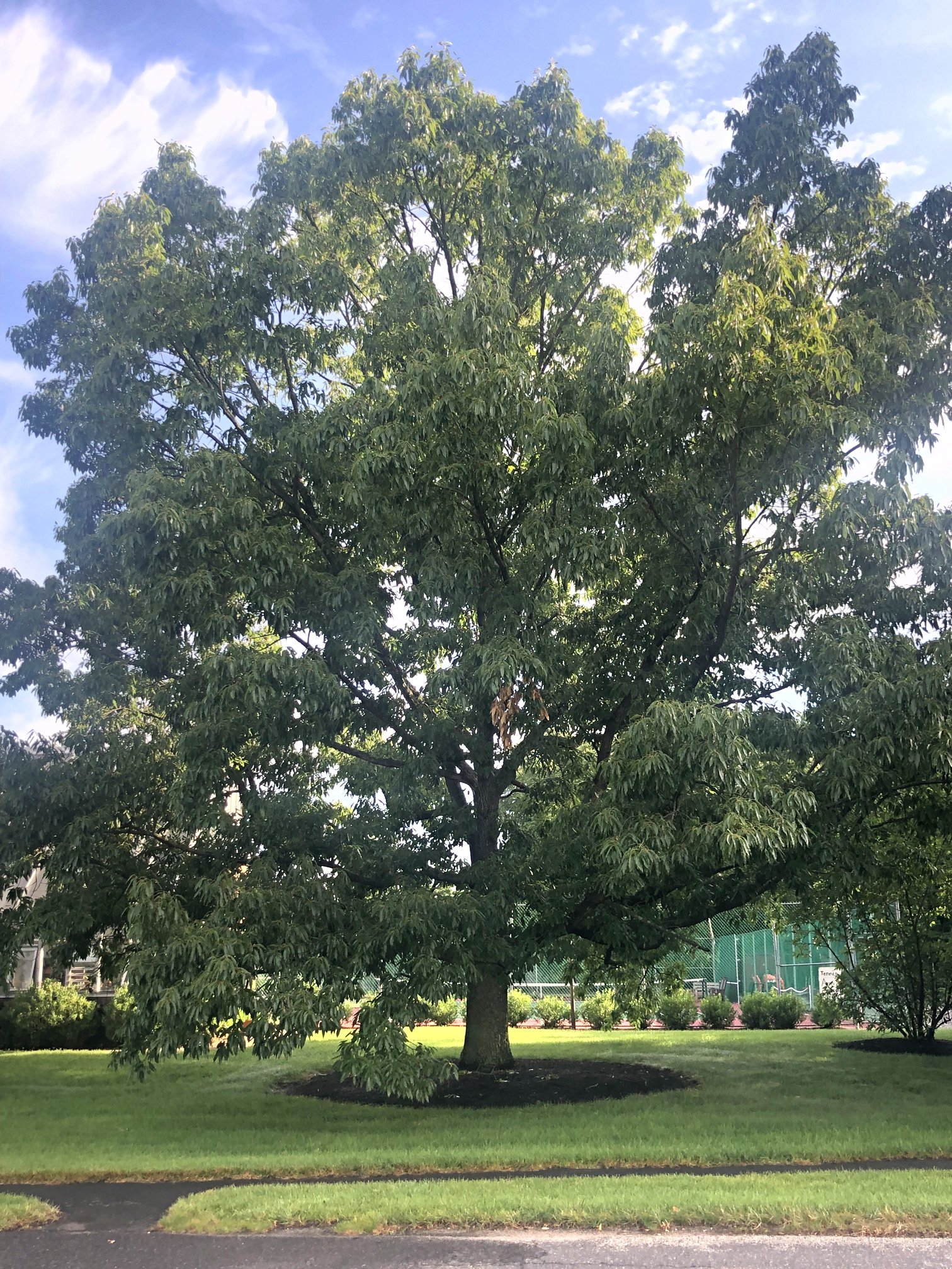 July 15, 2022 – Sawtooth Oak