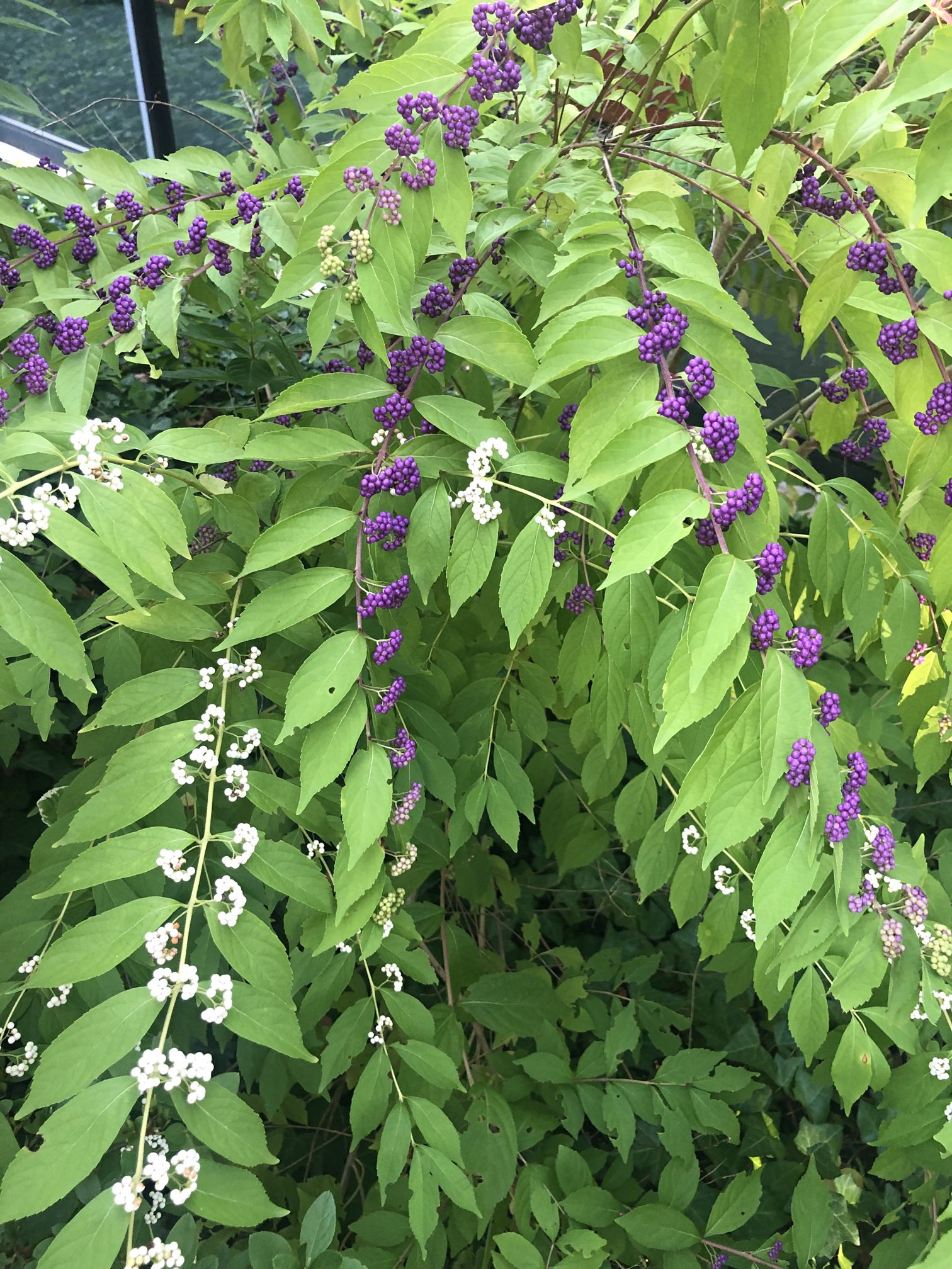 September 23, 2022 – Beautyberry