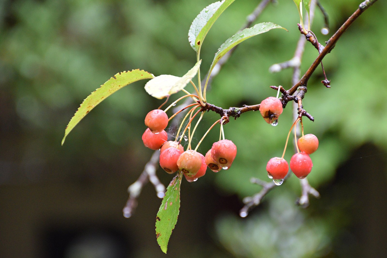 October 7, 2022 – Crabapples