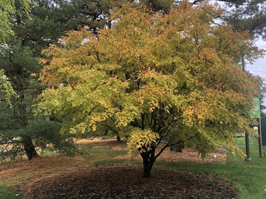 Japanese Cutleaf Maple