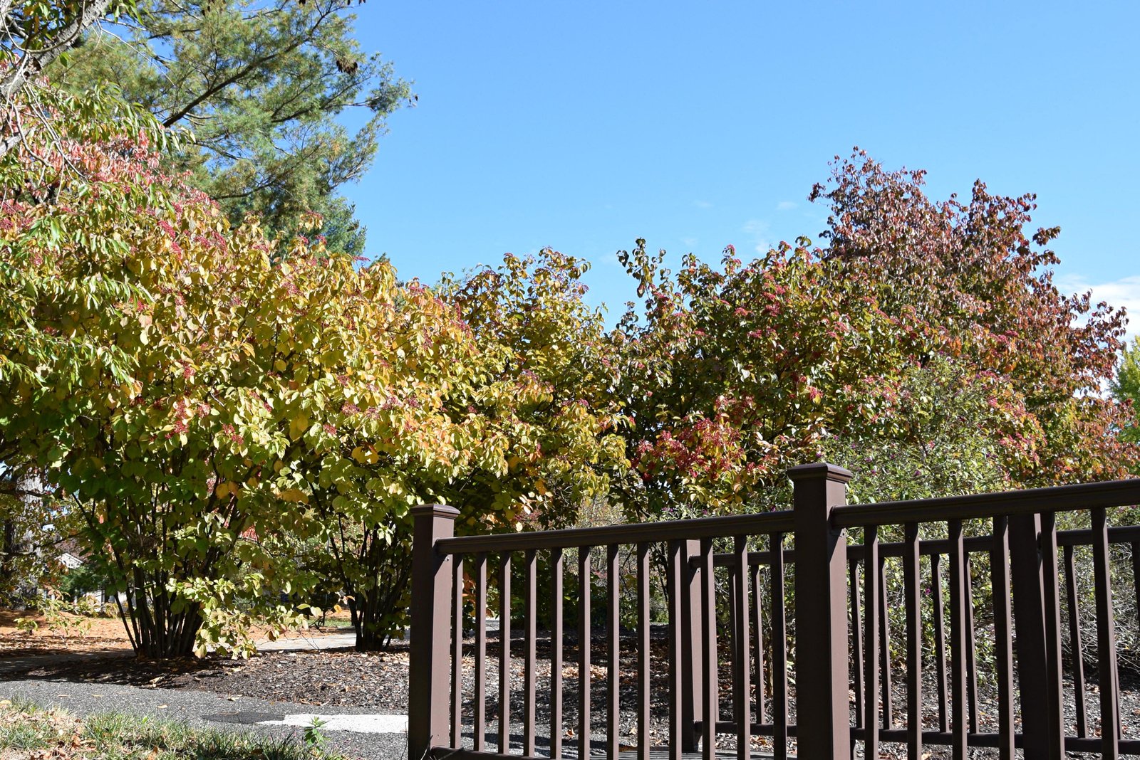 Linden Viburnum