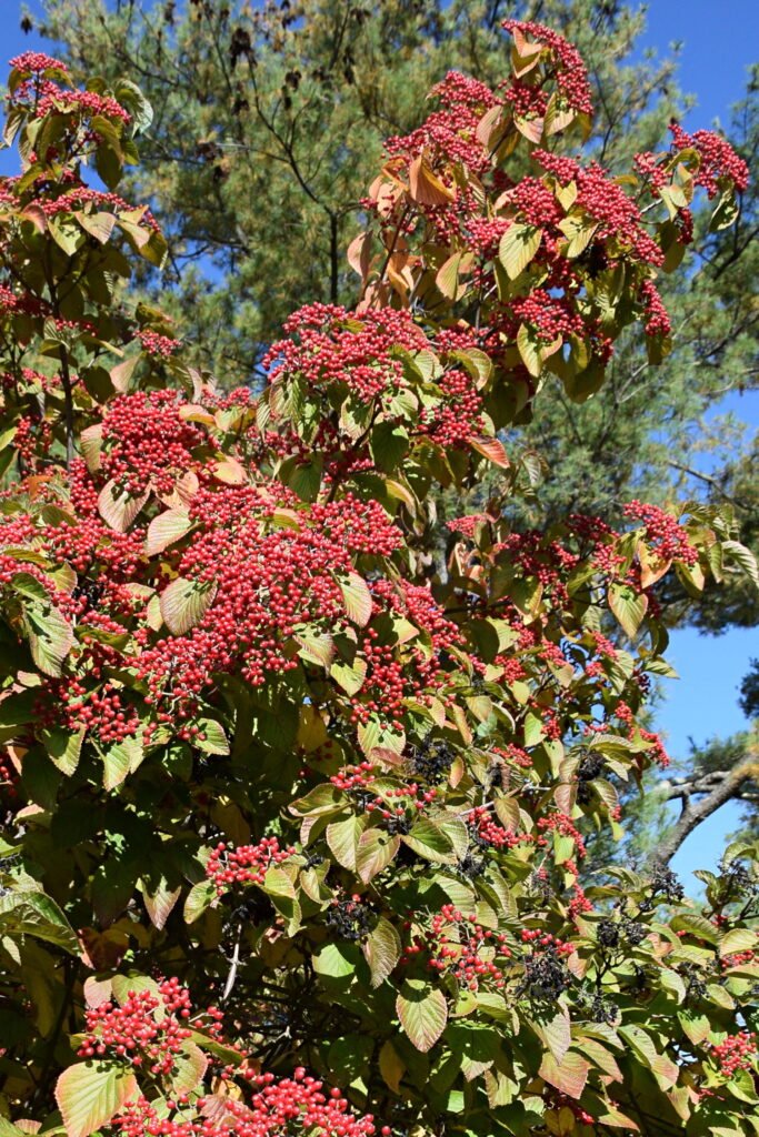 Linden Viburnum