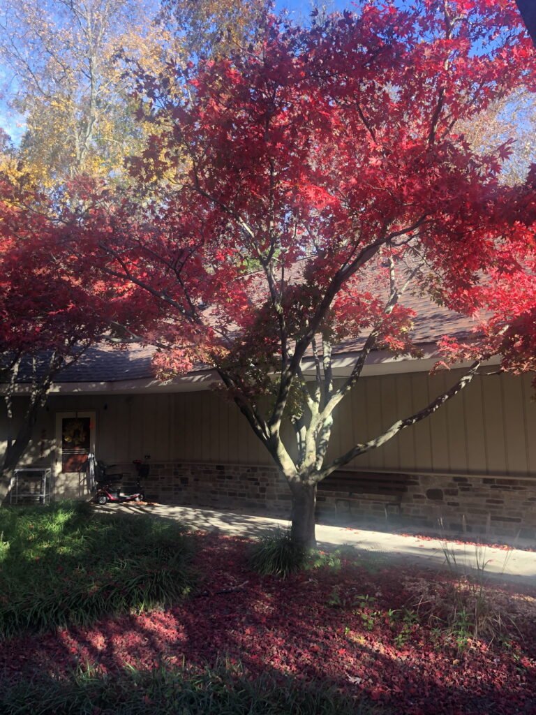 Japanese Maple