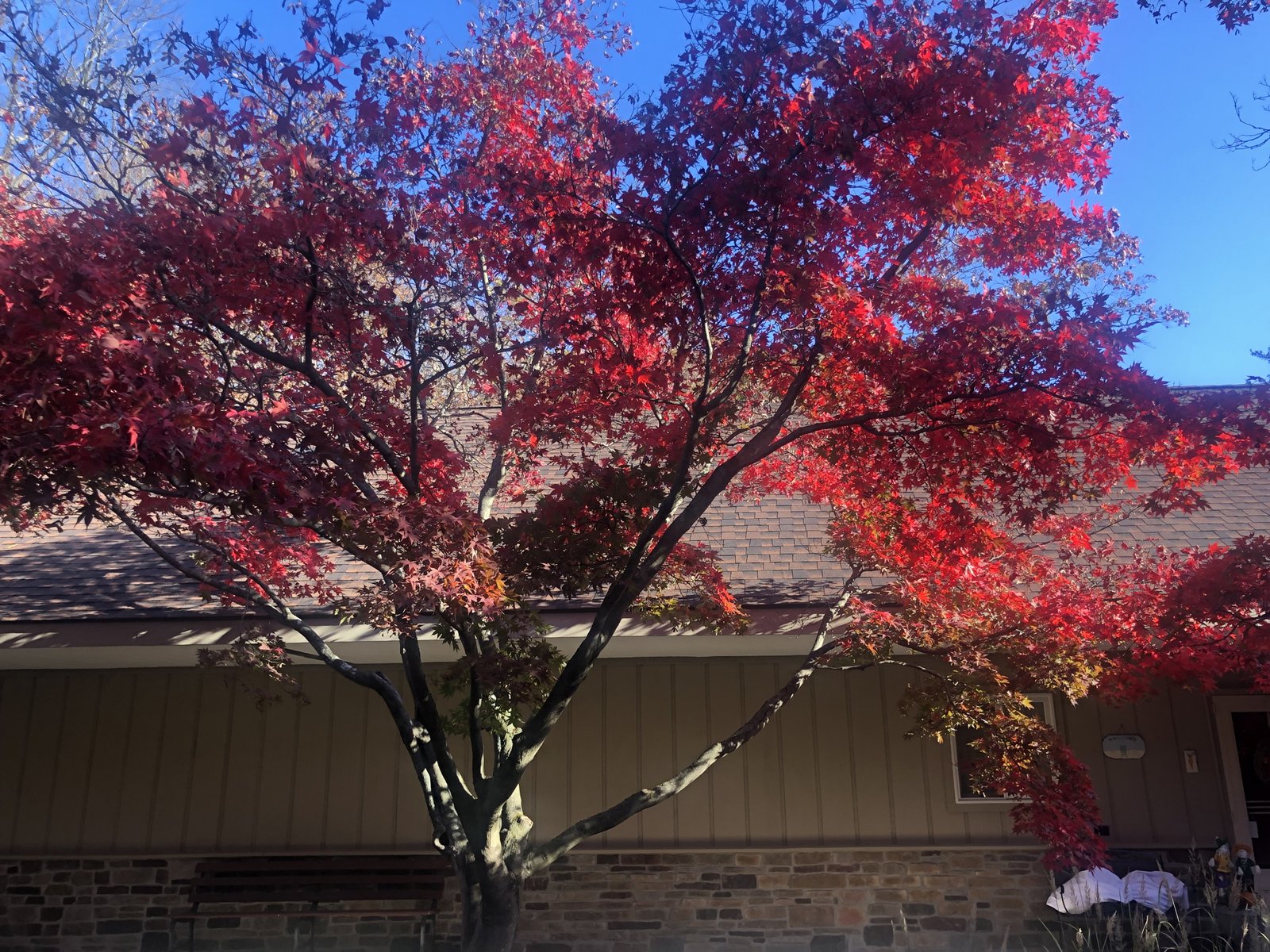 Nov. 11, 2022 – Japanese Maples