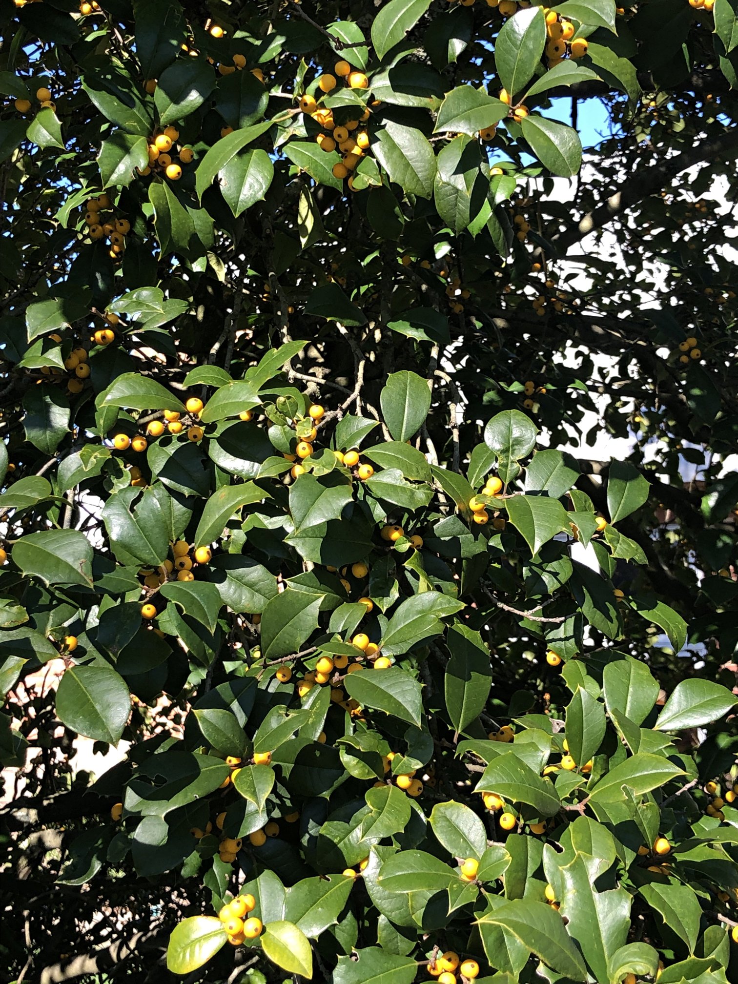 Nov. 18, 2022 –  Yellow-fruited Holly