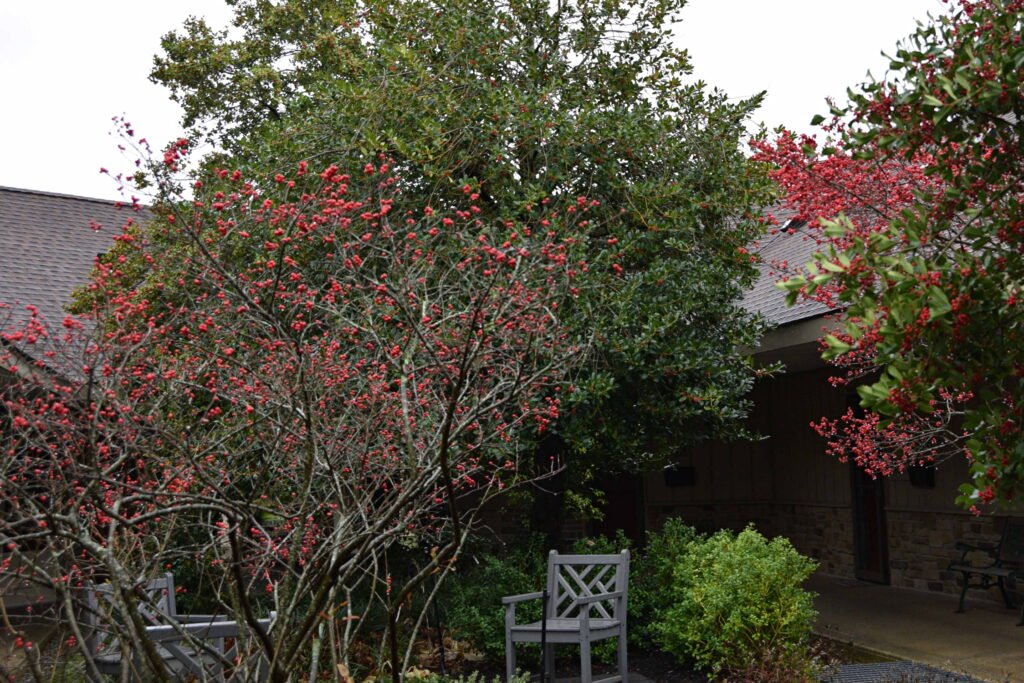 Court 21 Holly varieties