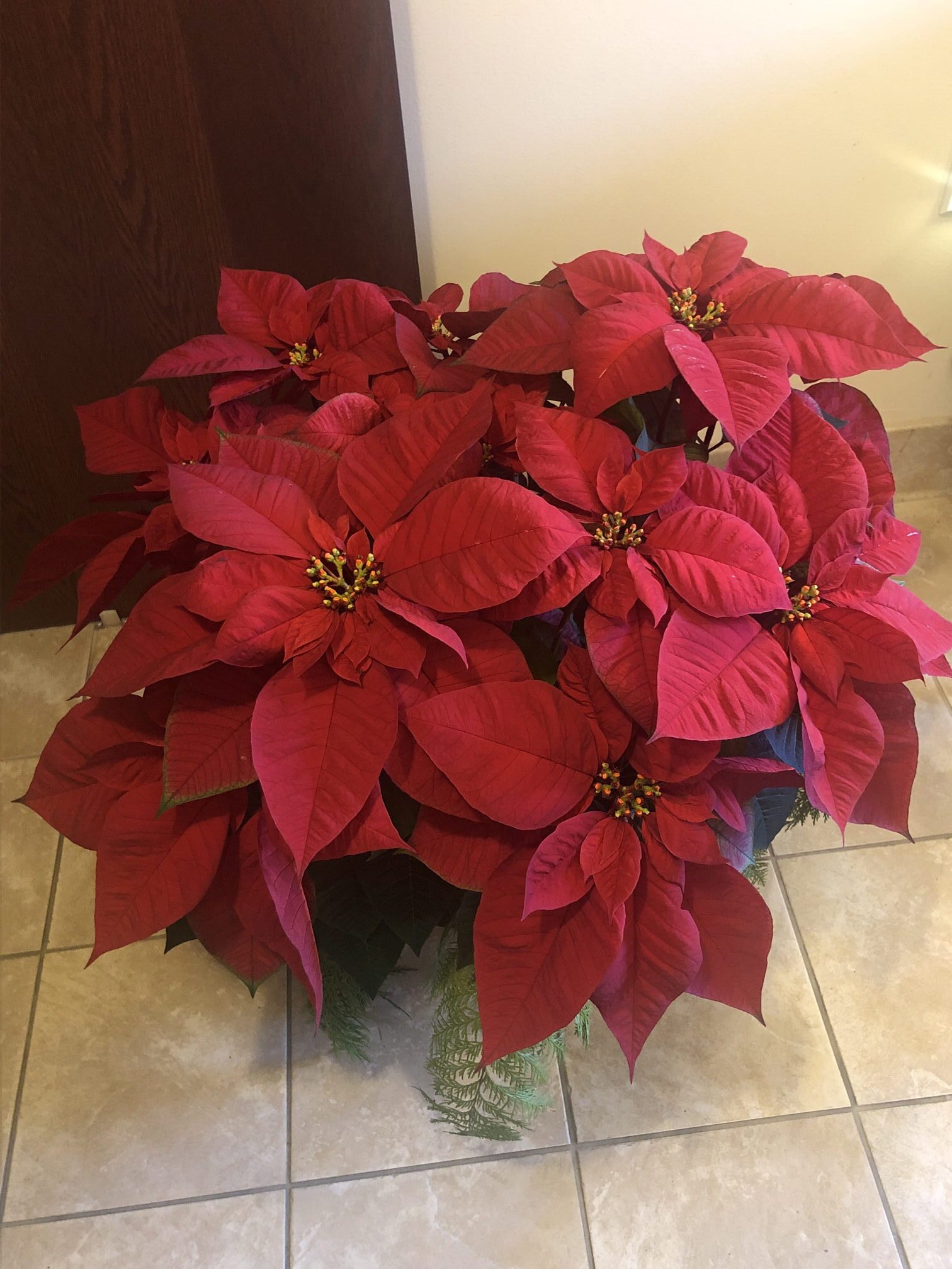 December 23, 2022 – Poinsettia