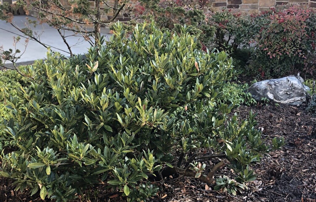 Winter_Greens