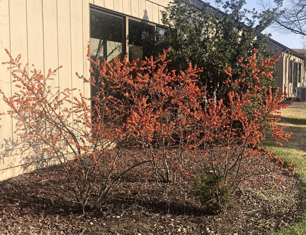 Winterberry
