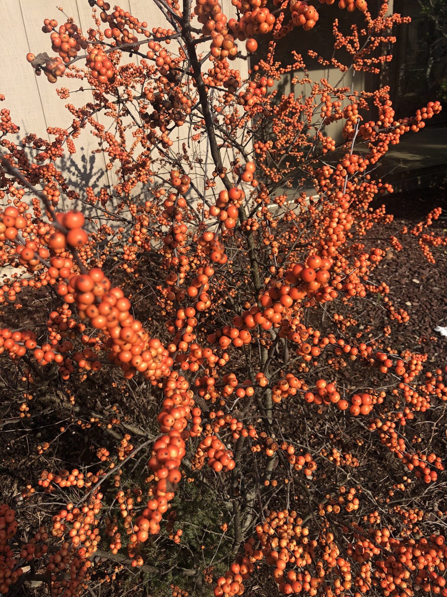 January 20, 2023 – Winterberry