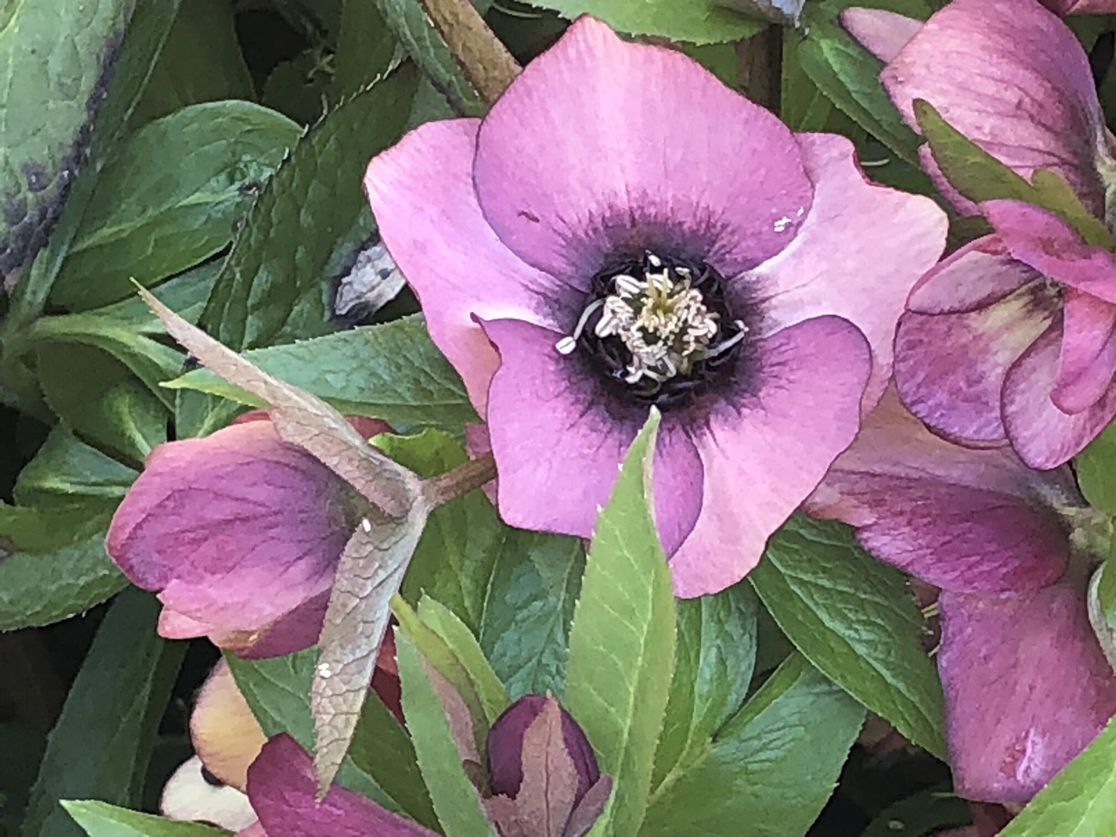 March 3, 2023 – Hellebores